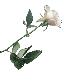 WHITEROSE.GIF (7769 bytes)